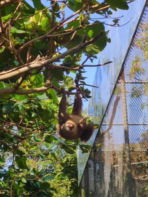 Costa Rica Rewilding