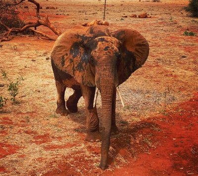 An example of the accomodation in Kenya at camp.