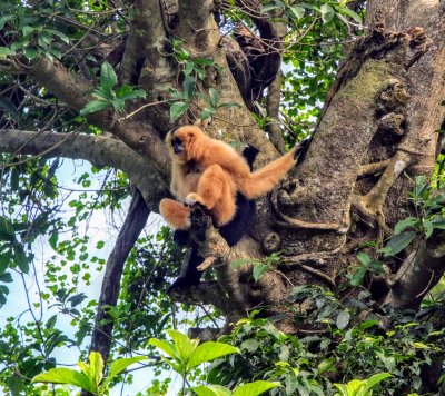 Limestone mountains and pagoda in Vietnam
