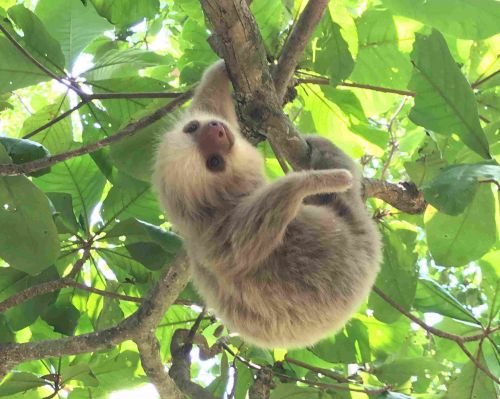 Costa Rica Rewilding