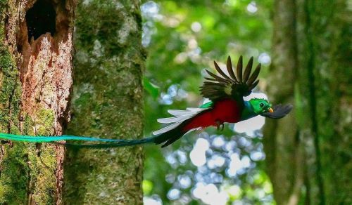 Costa Rica Rewilding