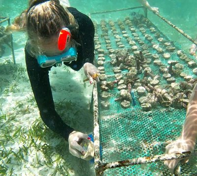 Marine conservation in Kenya where they are encouraging coral growth.