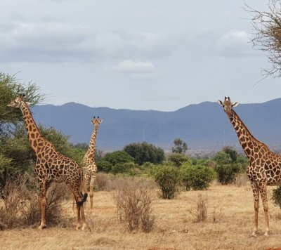 Giraffes in the wild in Kenya.