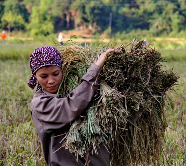 Palm Trees in the evening's sunset in Vietnam.